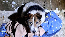 Pogorzelisko i pies z wrośniętą obrożą. Właścicielka przeprasza i zapowiada rezygnację z funkcji sołtysa Pogorzelisko i pies z wrośniętą obrożą. Właścicielka przeprasza i zapowiada rezygnację z funkcji sołtysa